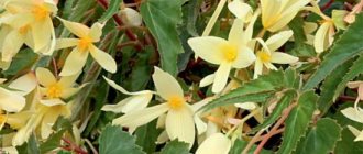 varieties of Bolivian begonia