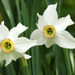 Varieties and types of daffodils - detailed description of all popular varieties with photographs