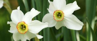 Varieties and types of daffodils - detailed description of all popular varieties with photographs