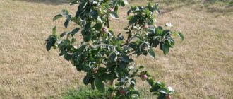Varieties of dwarf apple trees for the Moscow region