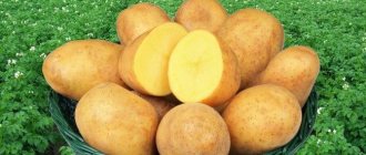 Varieties of potatoes with yellow flesh photo and description