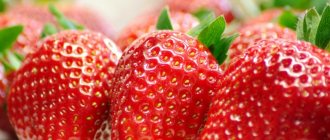 Varieties of large-fruited strawberries