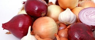 Onion varieties grown in the southern and northern regions