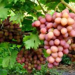 Pink grape varieties