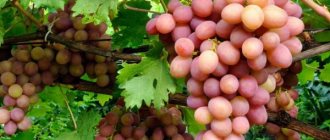 Pink grape varieties