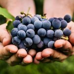 Сорта синего винограда
