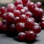 American grape varieties