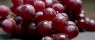 American grape varieties