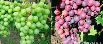 Сорта винограда, послужившие родительскими формами: «Талисман» (слева) и «Кардинал» (справа)