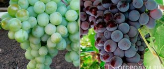 Grape varieties that served as parent forms: &quot;Talisman&quot; (left) and &quot;Cardinal&quot; (right)