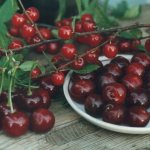 Cherry varieties: names, descriptions and characteristics