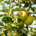 Сорта яблони для Урала — обзор лучших