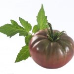 Varietal characteristics of tomato Chernomor