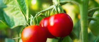 Varietal characteristics of tomato Gourmand