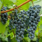 varietal grapes