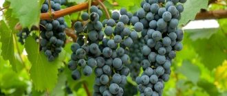 сортовой виноград