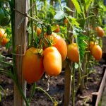 Varietal characteristics of tomato Diabolik