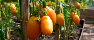 Сортовые особенности томата Диаболик