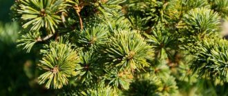 Mountain pine Gnome - a slow-growing beauty