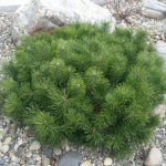 Mountain pine Mugus