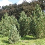 Cedar pine