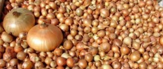 Tips for gardeners: how to trim onions correctly and get the desired harvest?