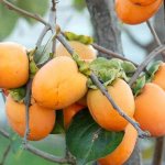 persimmon harvest ripens