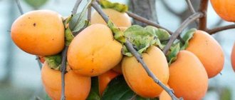 persimmon harvest ripens