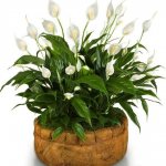 Spathiphyllum in a pot