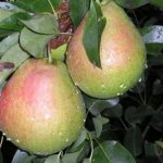 Ripe pears of the Quiet Don variety with a reddish-green color