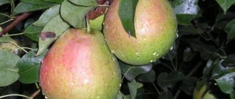 Ripe pears of the Quiet Don variety with a reddish-green color
