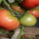 ripe tomato