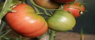 спелый томат