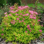 Spiraea is an original, hardy and fast-growing ornamental plant.