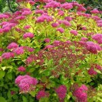 Spiraea japonica with pink flowers