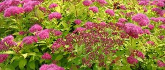 Spiraea japonica with pink flowers