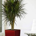 Methods and rules for propagating dracaena by apical and stem cuttings, shoots, seeds