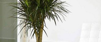 Methods and rules for propagating dracaena by apical and stem cuttings, shoots, seeds