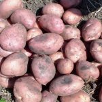 &#39;Mid-early table potato variety &#39;Romano&#39;