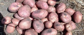 &#39;Mid-early table potato variety &#39;Romano&#39;