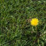 Lawn weed control: the best herbicides and traditional methods for an ideal lawn