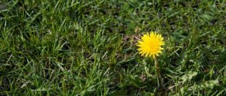 Средства от сорняков на газоне: лучшие гербициды народные методы для идеальной лужайки