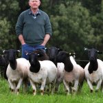a flock of unusual sheep