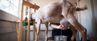 Goat milking machine