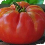 &#39;A resistant variety for harsh weather conditions - the famous tomato &quot;Pride of Siberia&quot;&#39; width=&quot;800
