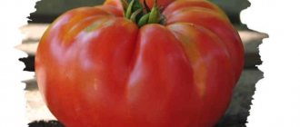 &#39;A resistant variety for harsh weather conditions - the famous tomato &quot;Pride of Siberia&quot;&#39; width=&quot;800