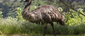 Ostrich Emu