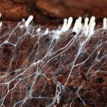 Строение грибного мицелия и его выращивание