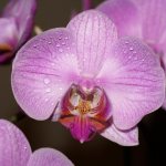 The structure of an orchid: parts of the plant, description, photo