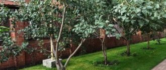 The structure of fruit trees: photo and description